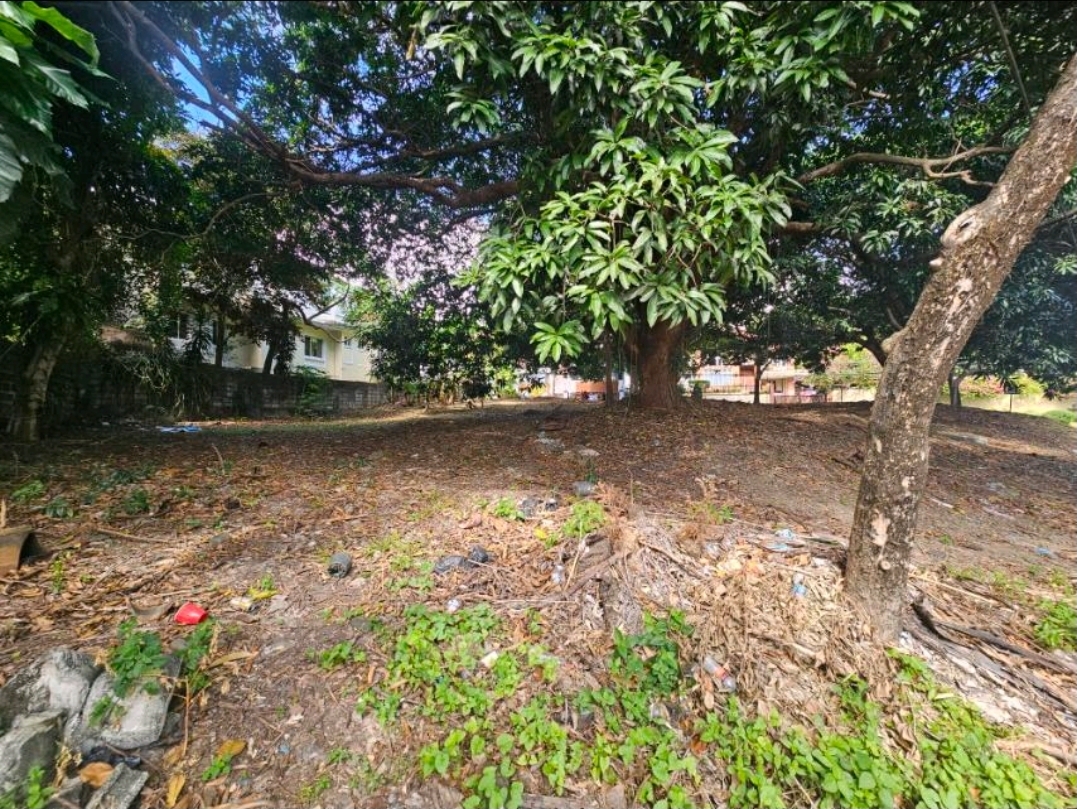 Interior of the 892 sqm Ayala Alabang lot shaded by mature trees